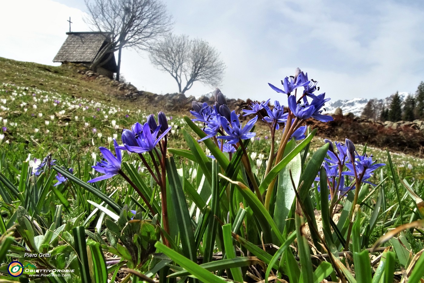 55 Scilla silvestre (scilla bifolia) alla cappella delle Baite della Pigolotta .JPG